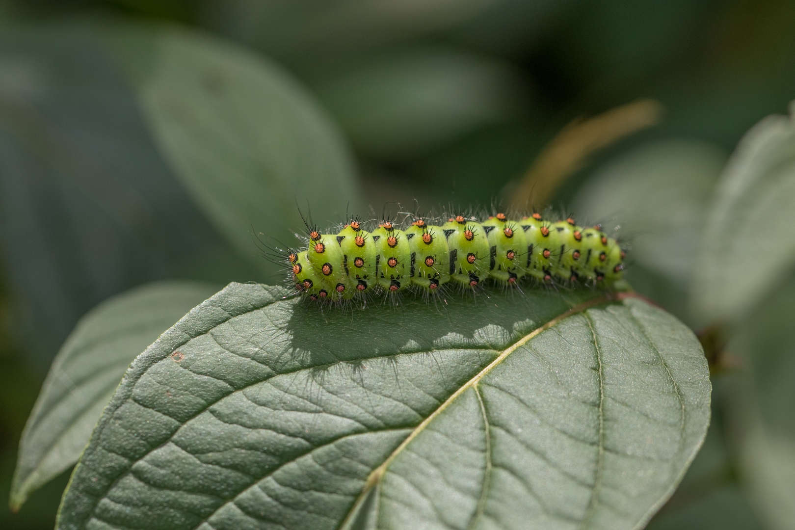 een voor mij onbekende rups